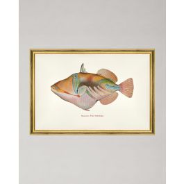 fa13209-fishes_of_hawaii_-