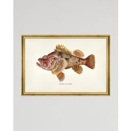 【希少】HAWAIIAN FISHESハワイの魚の画集　洋書 fa13210-fishes_of_hawaii_-