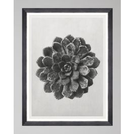 Saxifraga Aizoon by Karl Blossfeldt Framed Art MINDTHEGAP Grey