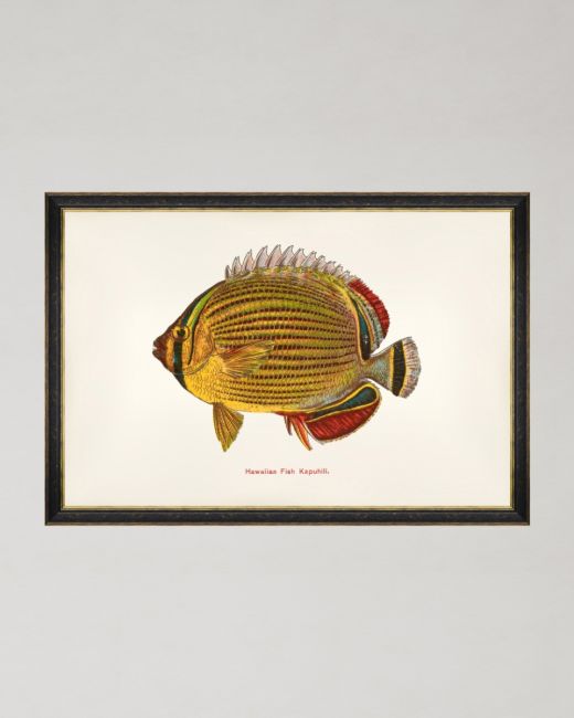 FISHES OF HAWAII - KAPUHILI FISH Framed Art