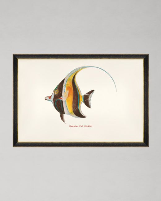 FISHES OF HAWAII - KIHIKIHI FISH Framed Art