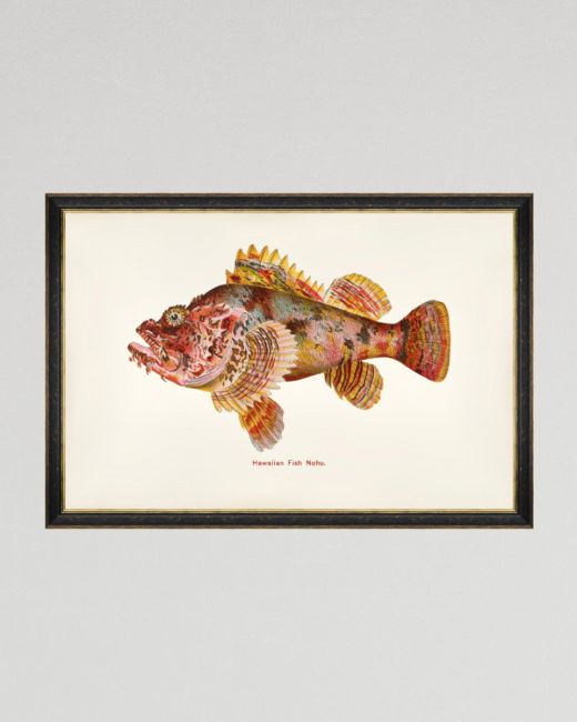 FISHES OF HAWAII - NOHU FISH Framed Art