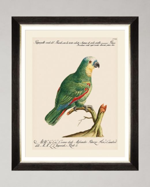 PARROTS OF BRAZIL I Framed Art