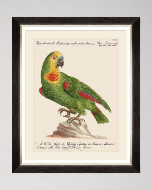 PARROTS OF BRAZIL II Framed Art