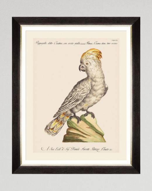 PARROTS OF BRAZIL III Framed Art