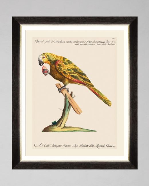 PARROTS OF BRAZIL IV Framed Art