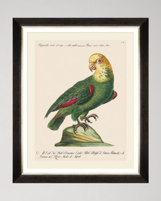 PARROTS OF BRAZIL V Framed Art