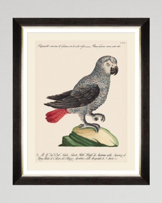 PARROTS OF BRAZIL VI Framed Art