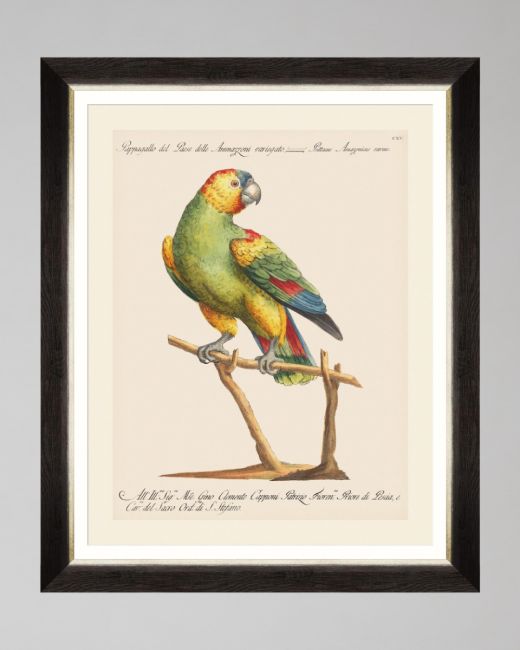 PARROTS OF BRAZIL VII Framed Art