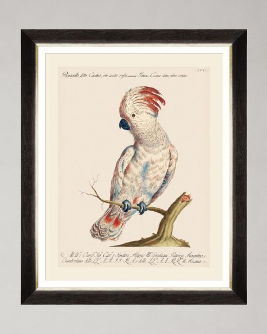 PARROTS OF BRAZIL VIII Framed Art