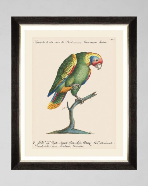 PARROTS OF BRAZIL IX Framed Art