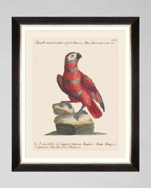 PARROTS OF BRAZIL X Framed Art