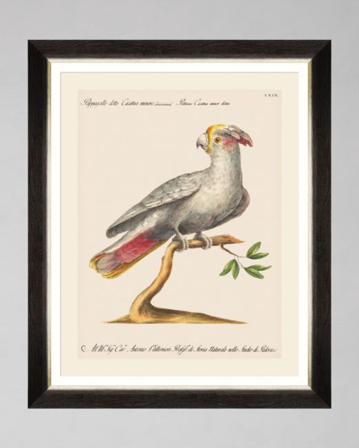 PARROTS OF BRAZIL XI Framed Art