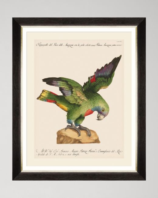 PARROTS OF BRAZIL XII Framed Art