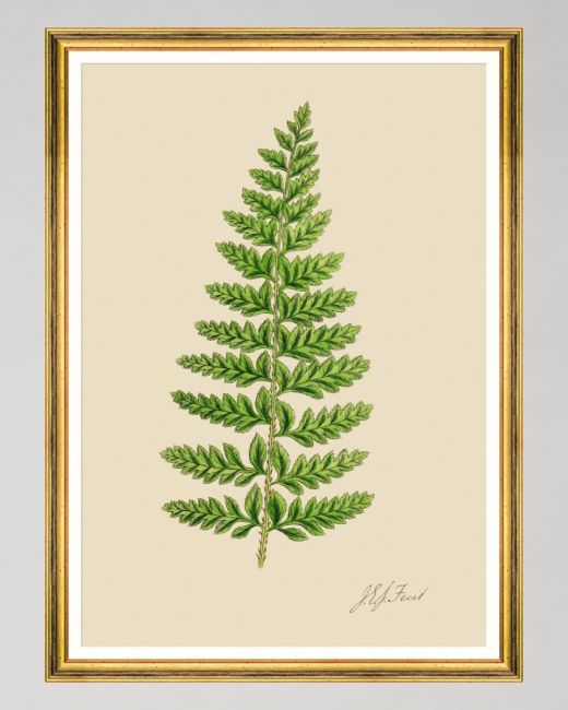 FERNS II Framed Art