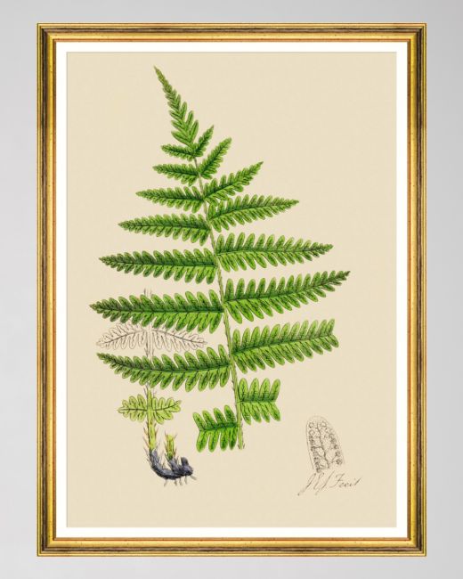 FERNS III Framed Art