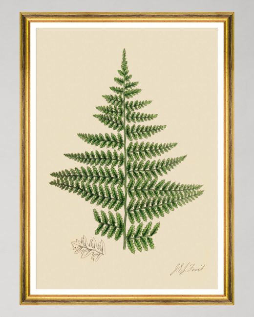 FERNS IV Framed Art