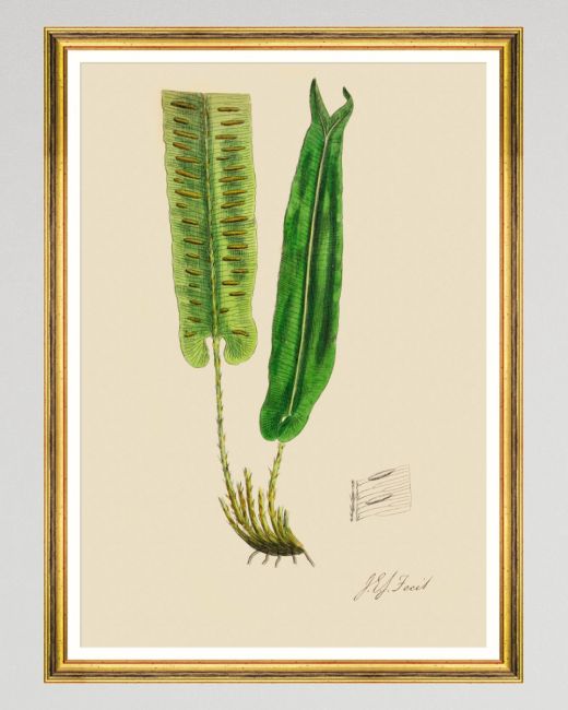FERNS V Framed Art