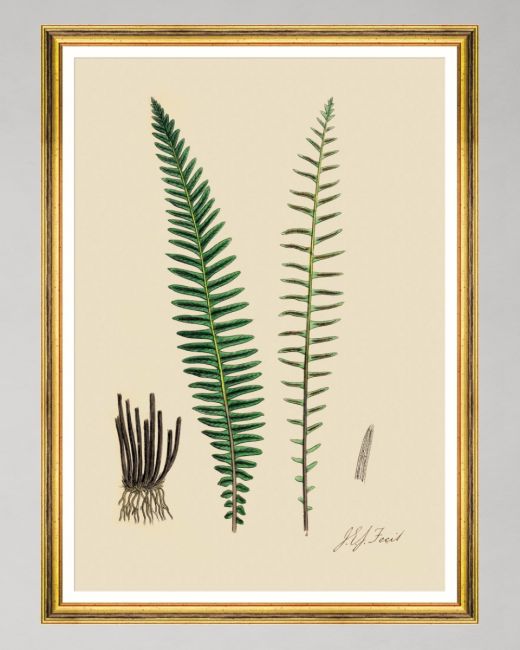 FERNS VI Framed Art
