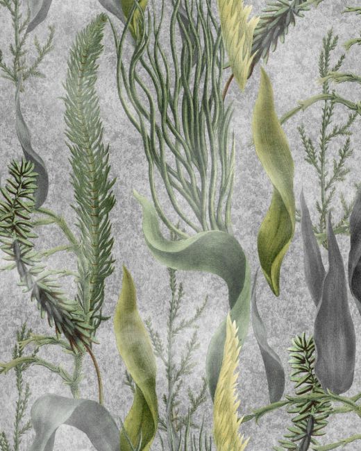 AQUATIC PLANTS Grey Wallpaper Sample