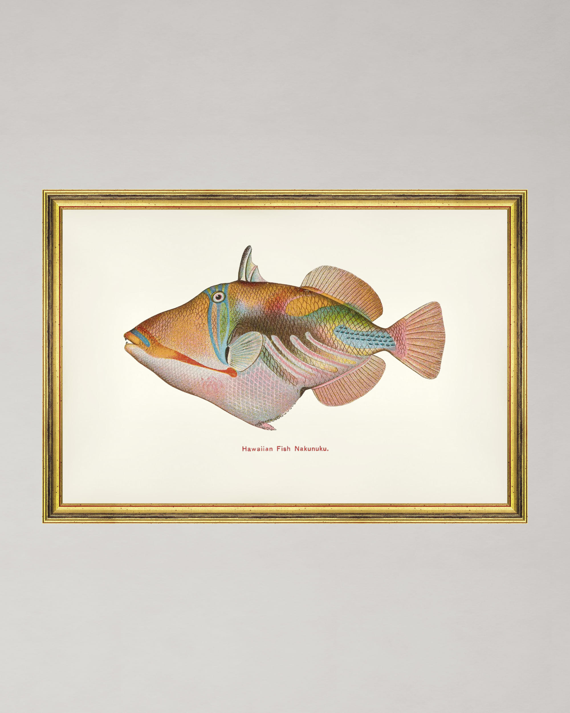 【希少】HAWAIIAN FISHESハワイの魚の画集　洋書 fa13209-fishes_of_hawaii_-